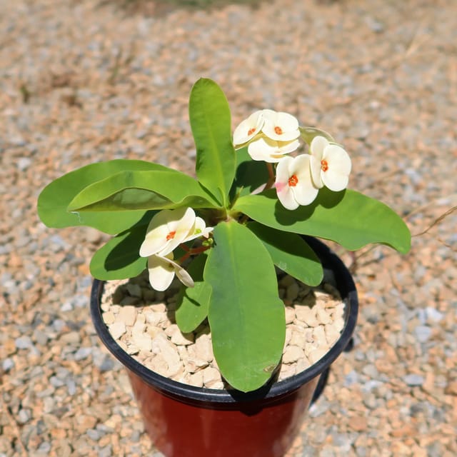 Euphoria (Light Yellow) Plant