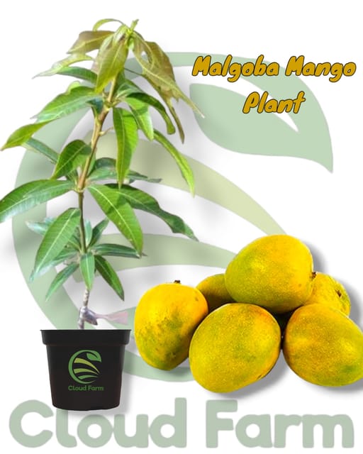 Malgoba Mango Grafted / Air Layered Healthy Plant