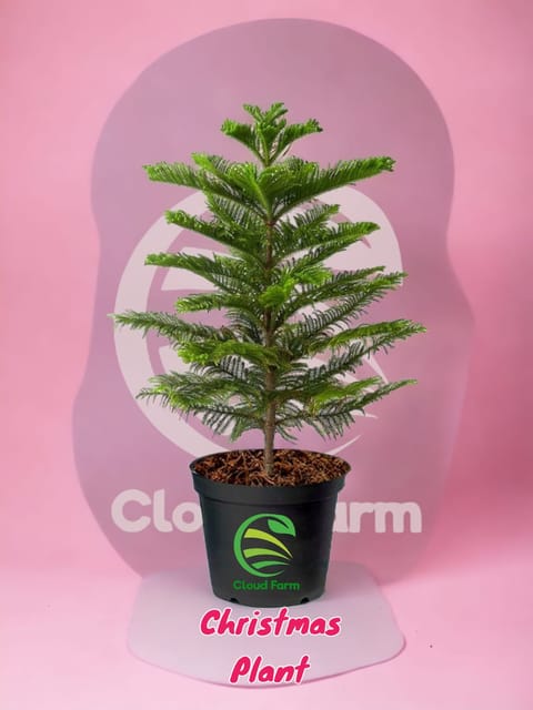 Christmas Tree (Araucaria) Hybrid Healthy Plant