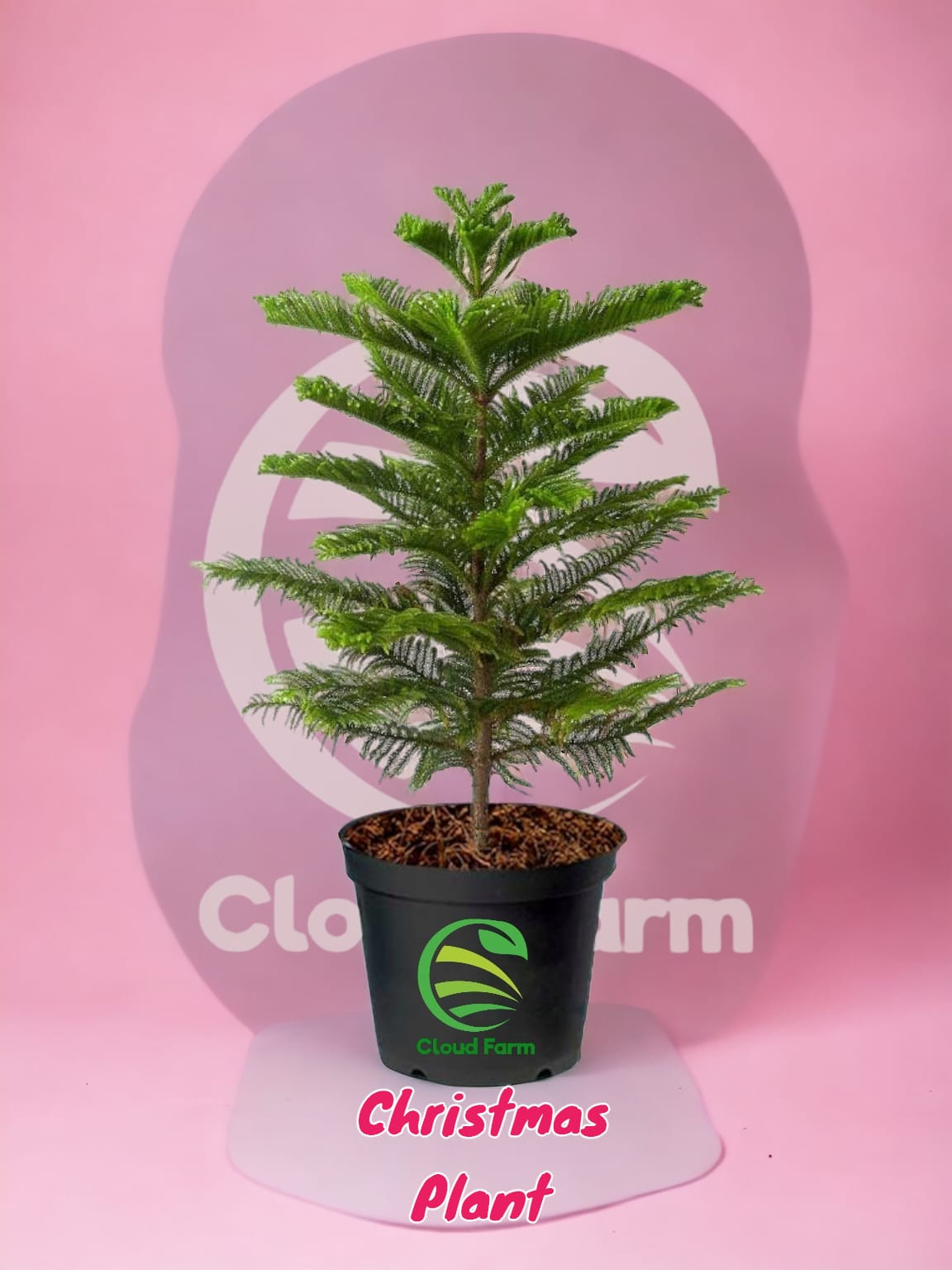 Christmas Tree (Araucaria) Hybrid Healthy Plant