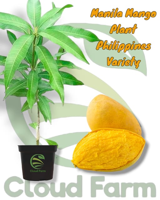Manila Mango (Philippines) Grafted / Air Layered Healthy Plant