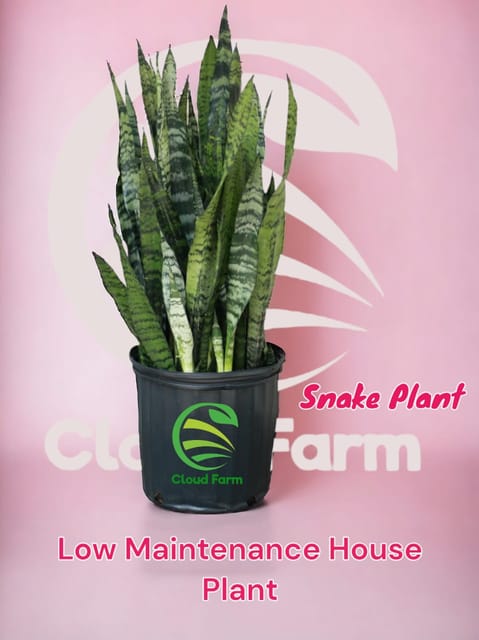 Snake Plant (Sansevieria or Dracaena trifasciata)