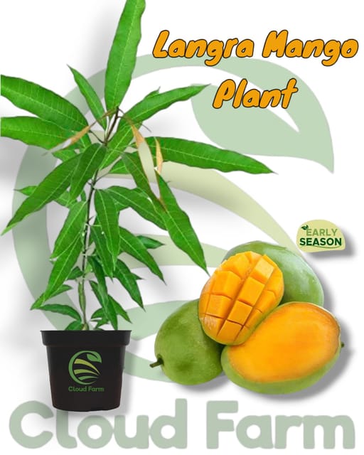 Langra King Of Mango Aam Grafted / Air Layered Healthy Plant