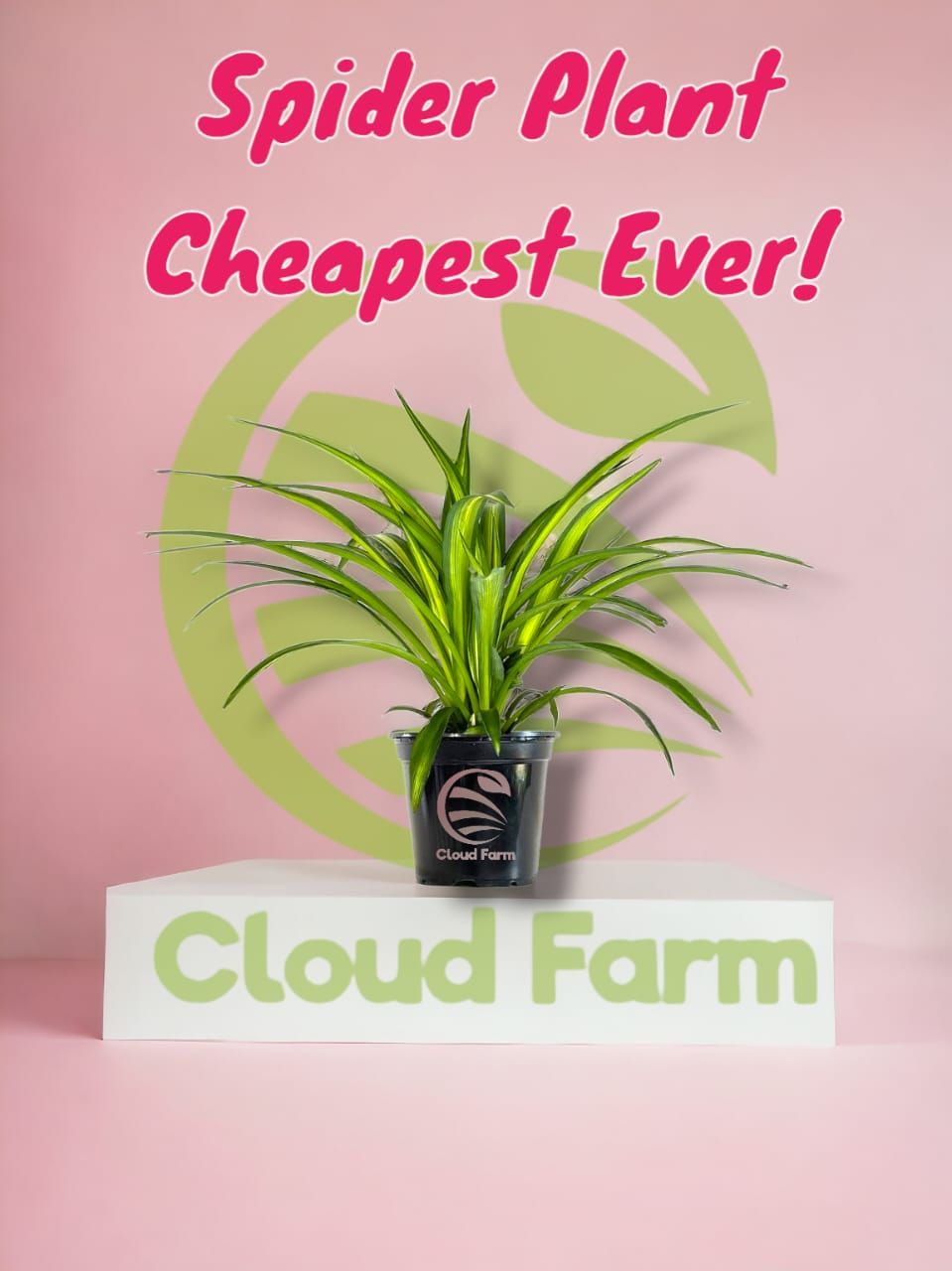 Spider Plant (Chlorophytum Comosum)