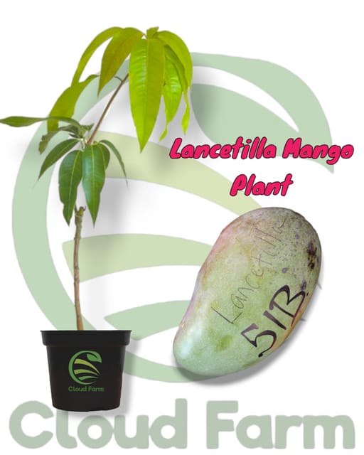 Lancetilla Mango Grafted / Air Layered Healthy Plant Lancetilla Mango Grafted / Air Layered Healthy Plant