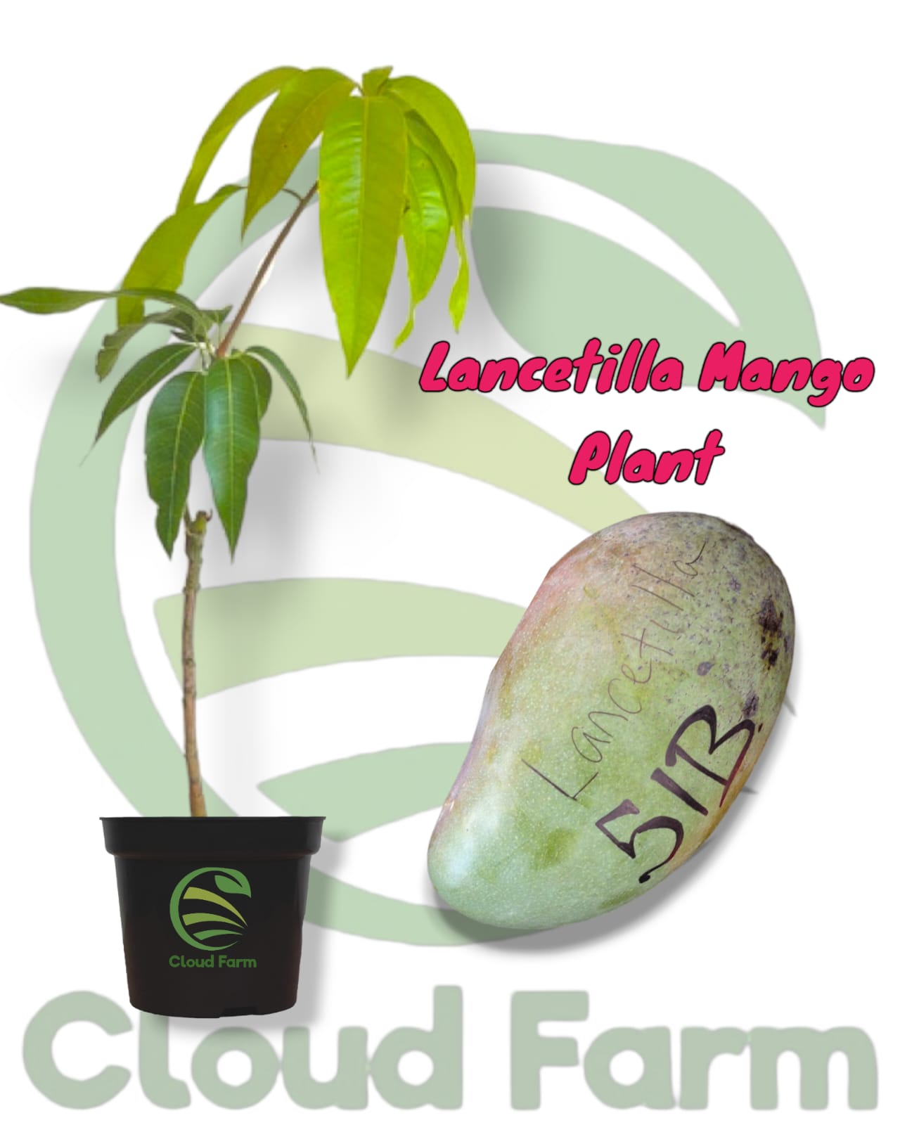 Lancetilla Mango Grafted / Air Layered Healthy Plant