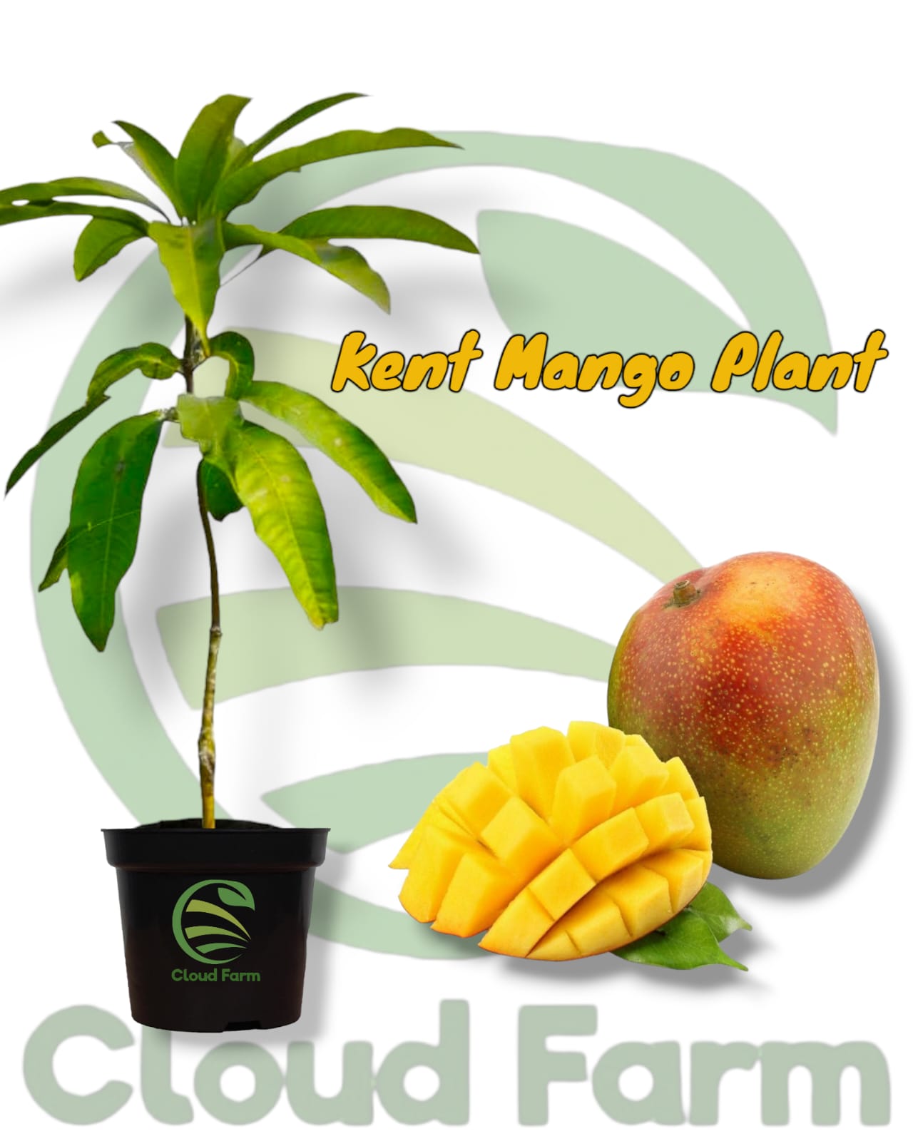 American Kent Mango Grafted / Air Layered Healthy Fruit Plant