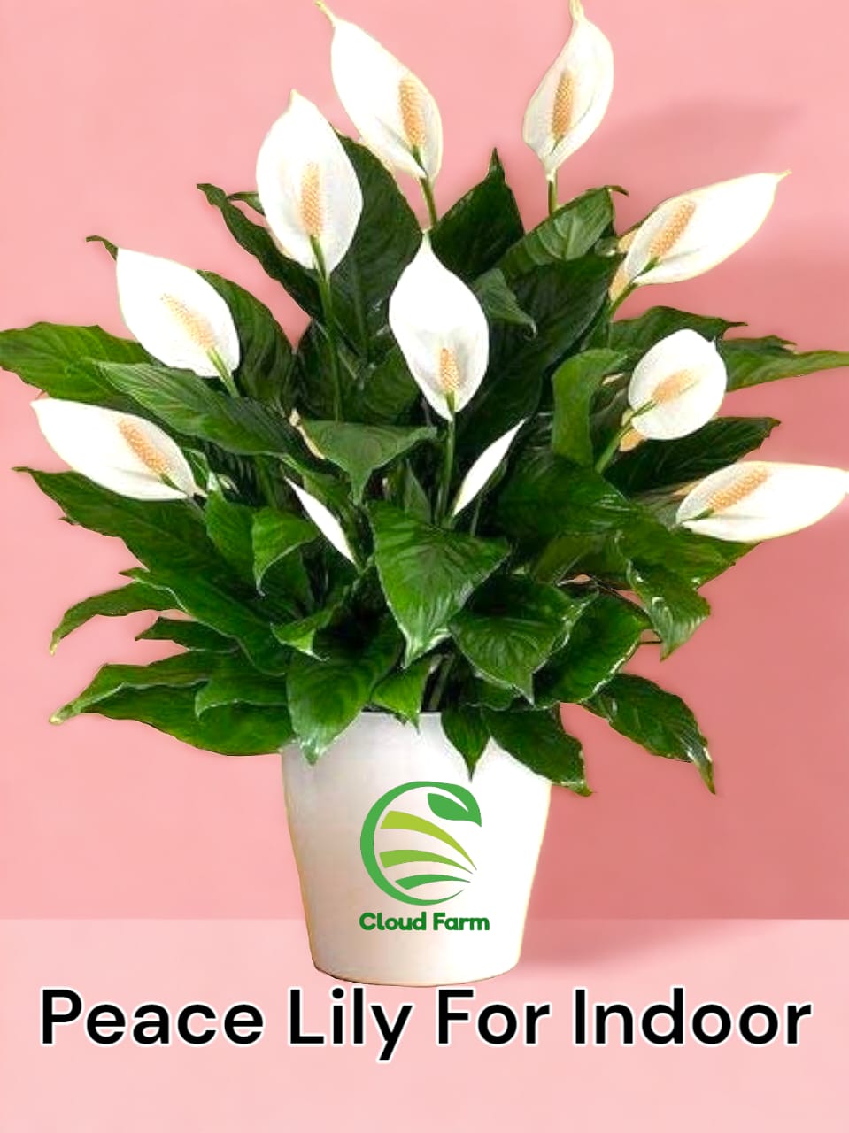 Peace Lily For Indoor Plant (Spathiphyllum Plant)