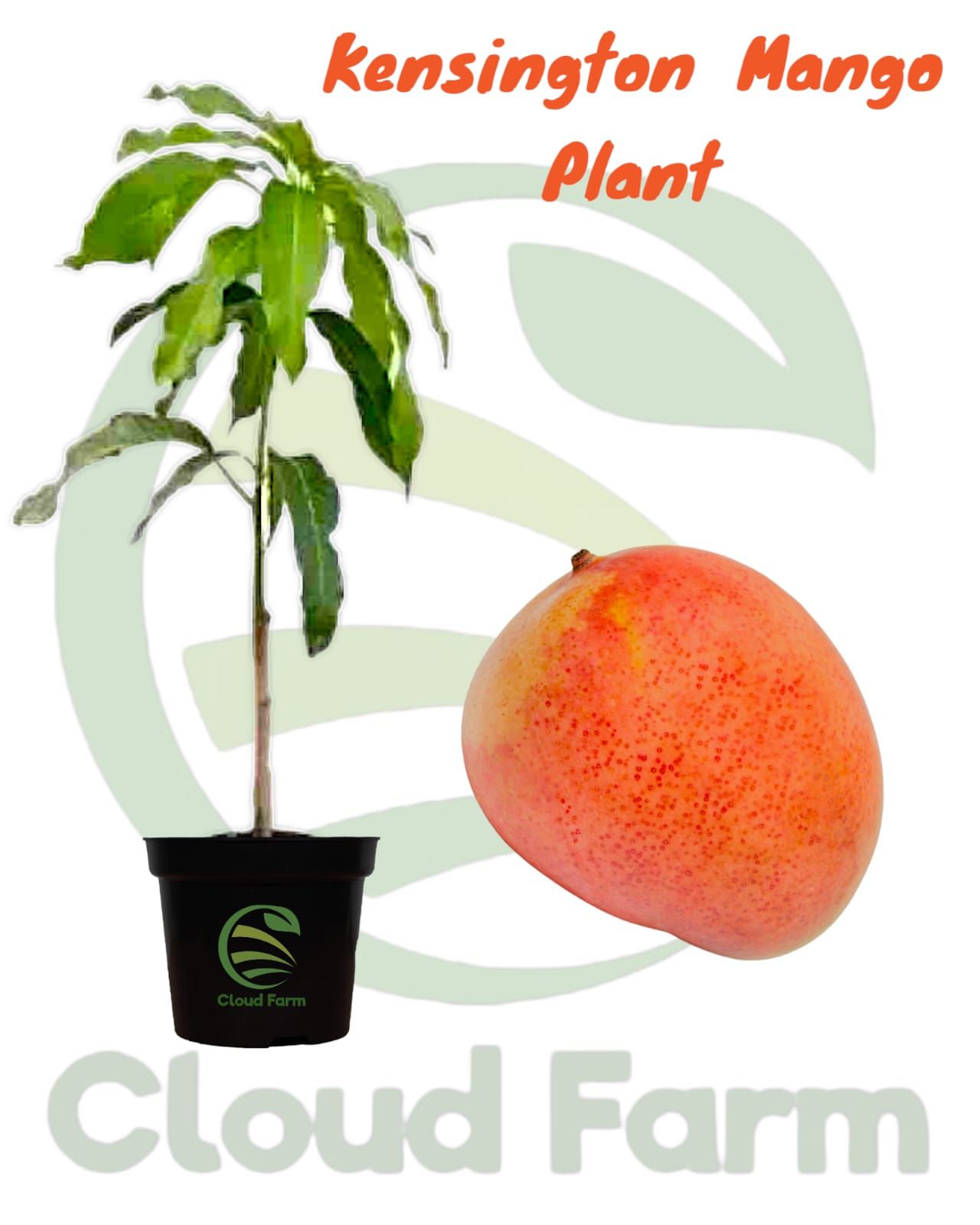 Kensington Mango Grafted / Air layered Healthy Fruit Plant
