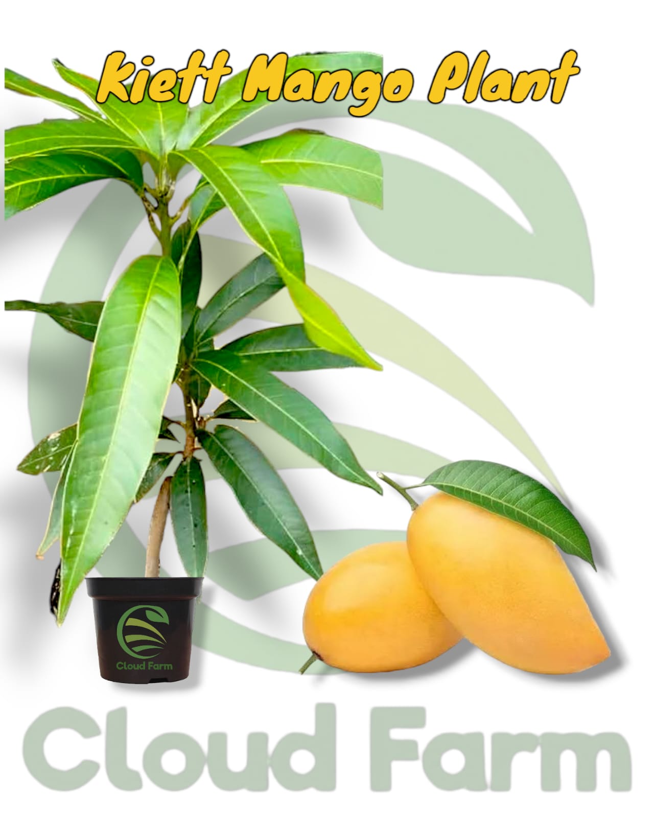 Kiett Mango Grafted / Air Layered Healthy Fruit Plant