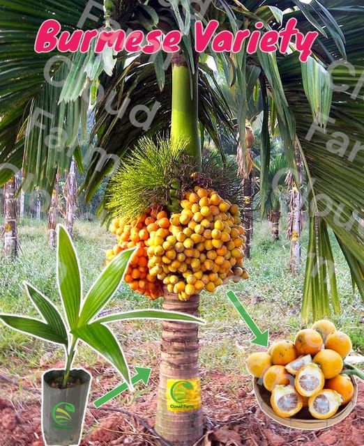 Burmese Variety Betel Nut/ Areca Nut Hybrid Healthy Plant