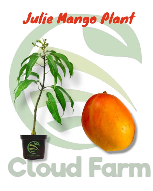 Julie Mango Grafted / Air Layered Fruit Plant
