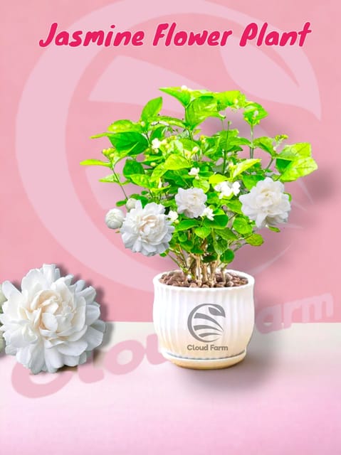 Arabian Jasmine/Mogra Heavenly Fragrance Flower Plant