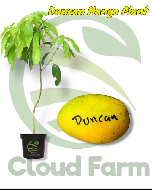 Totapuri Duncer Mango Grafted / Air Layered Mango Fruit Plant