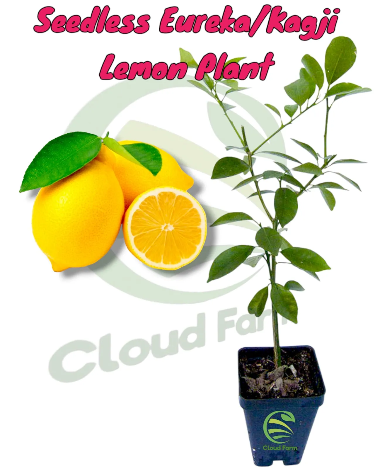 Seedless Kagji Lemon  Air Layered/Gafted Healthy Plant
