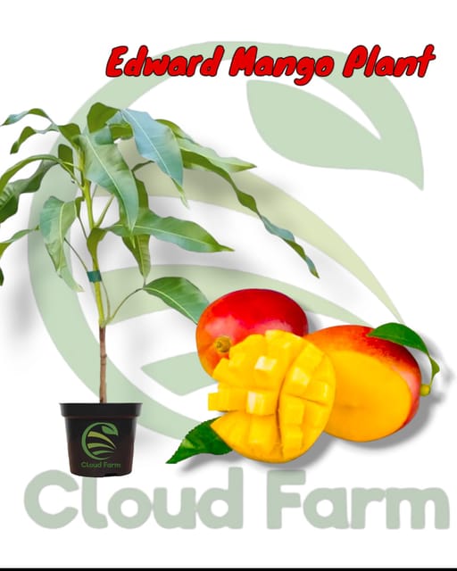 Edward Mango grafted Fruit Plant