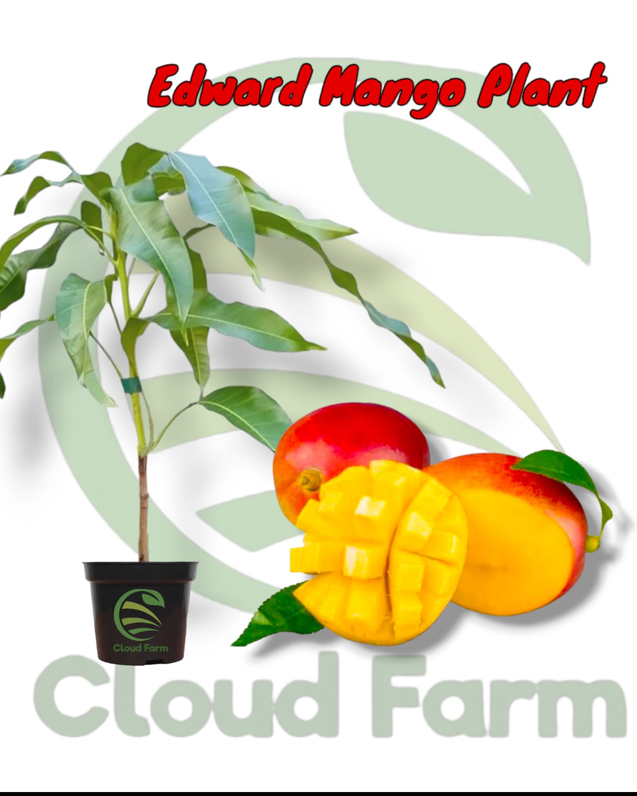 Edward Mango grafted Fruit Plant