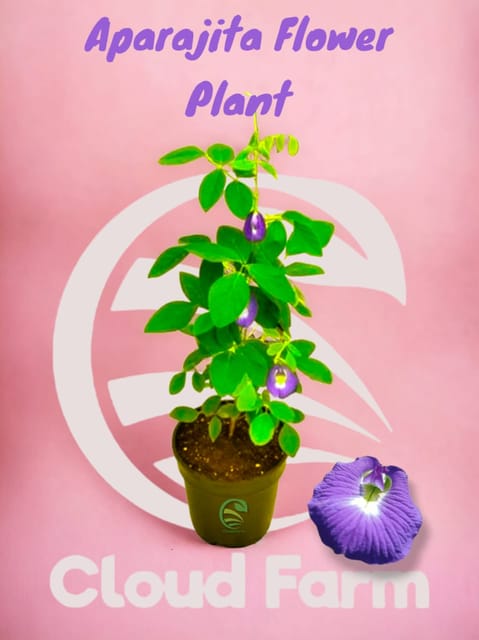 Aparajita Flower Plant (Nill Kantha)