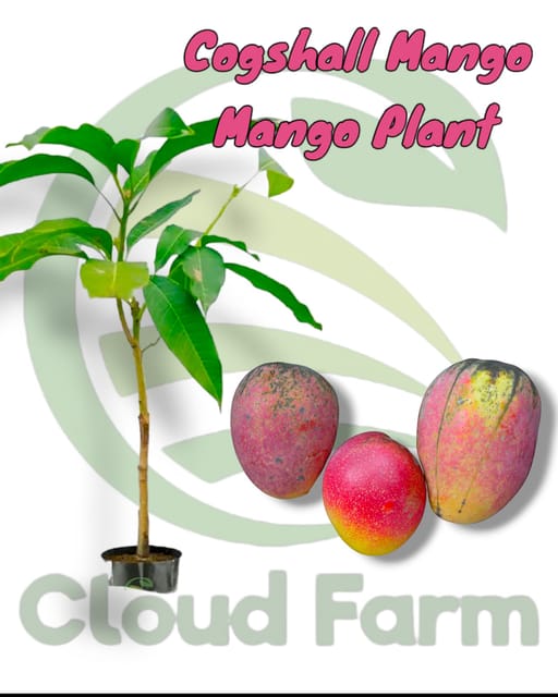 Cogshall Mango Grafted Fruit Plant