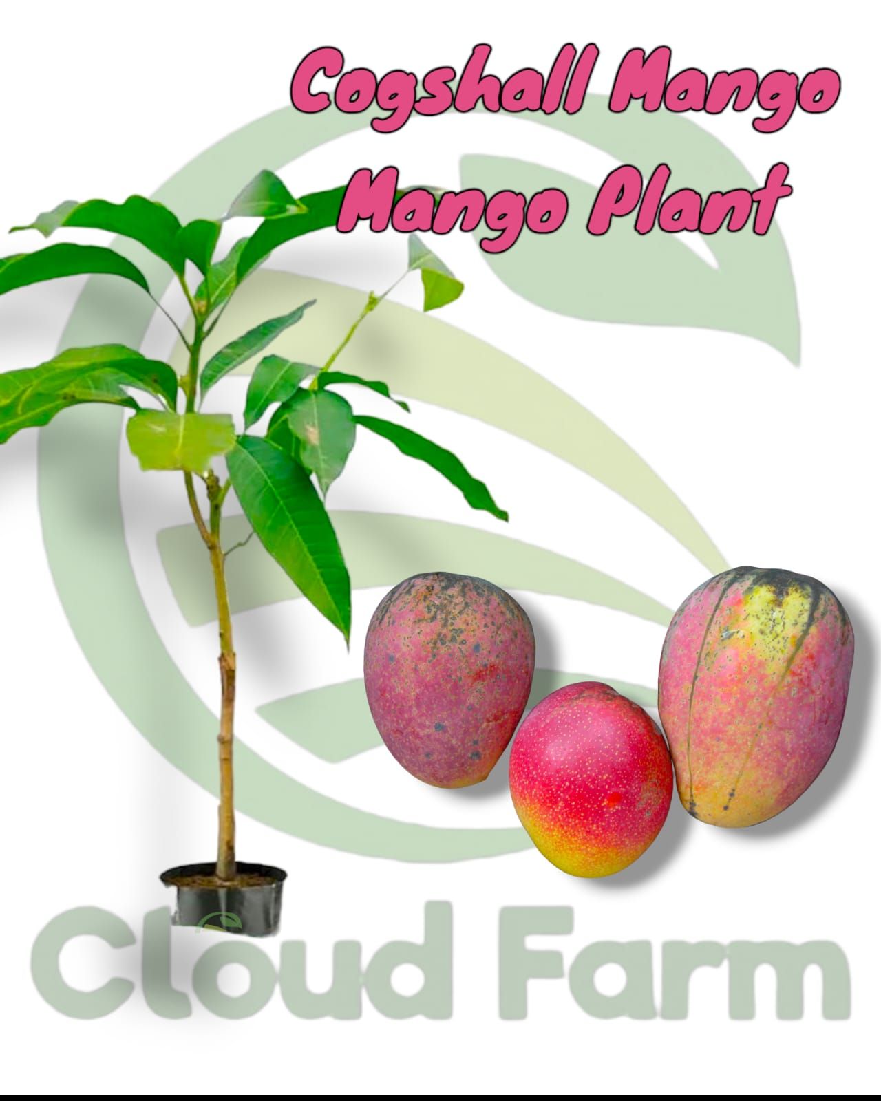 Cogshall Mango Grafted Fruit Plant