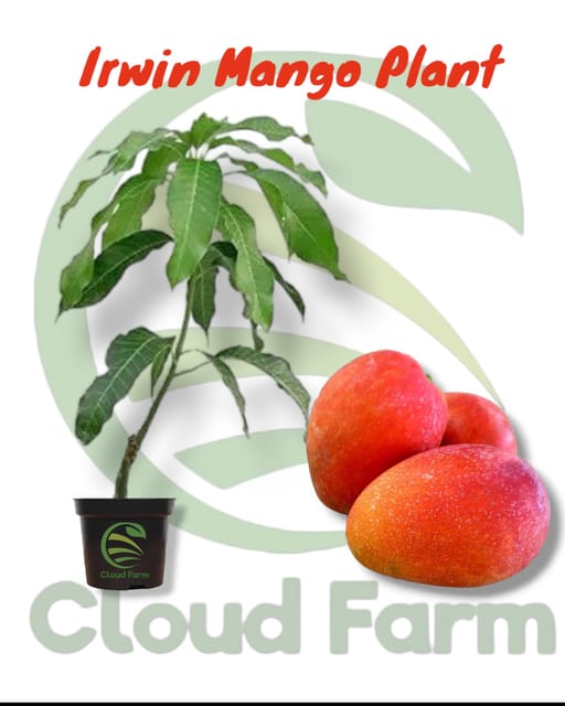 Irwin Mango (Thailand Variety) The Royal Sun-Kissed Hybrid Grafted Healthy Fruit Plant Irwin Mango (Thailand Variety) The Royal Sun-Kissed Hybrid Grafted Healthy Fruit Plant