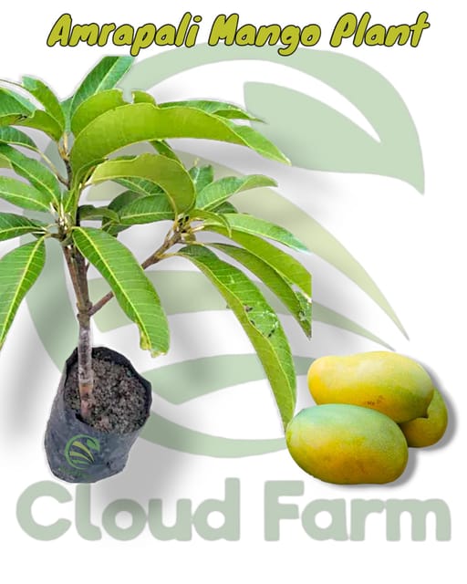Amrapali Mango Grafted Healthy Fruit Plant