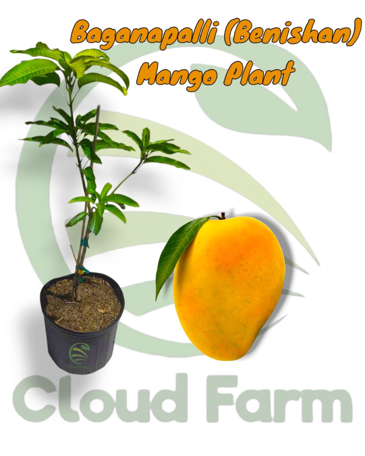 Baganapalli (Benishan) Mango Grafted Hybrid Healthy Plant