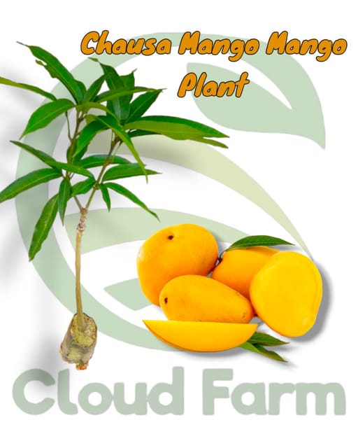 Chausa Mango Grafted Healthy Fruit Plant