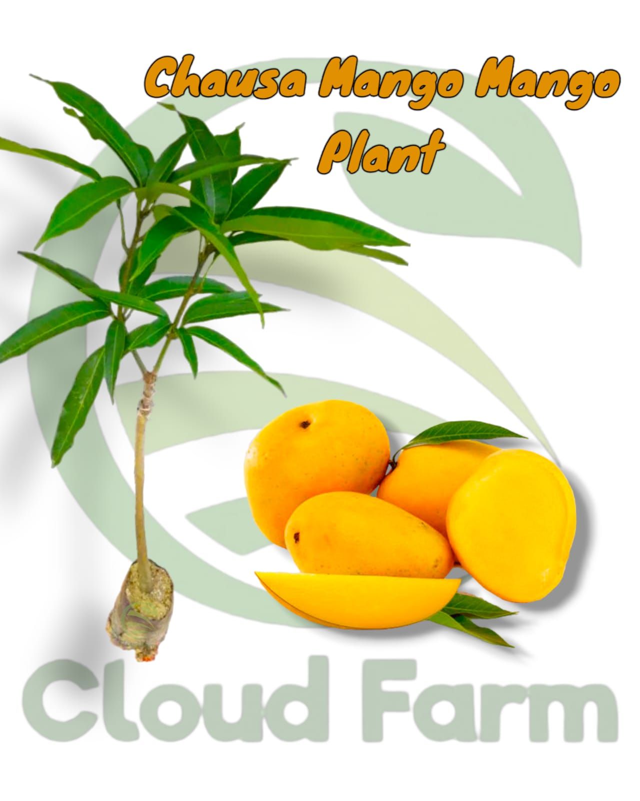 Chausa Mango Grafted Healthy Fruit Plant