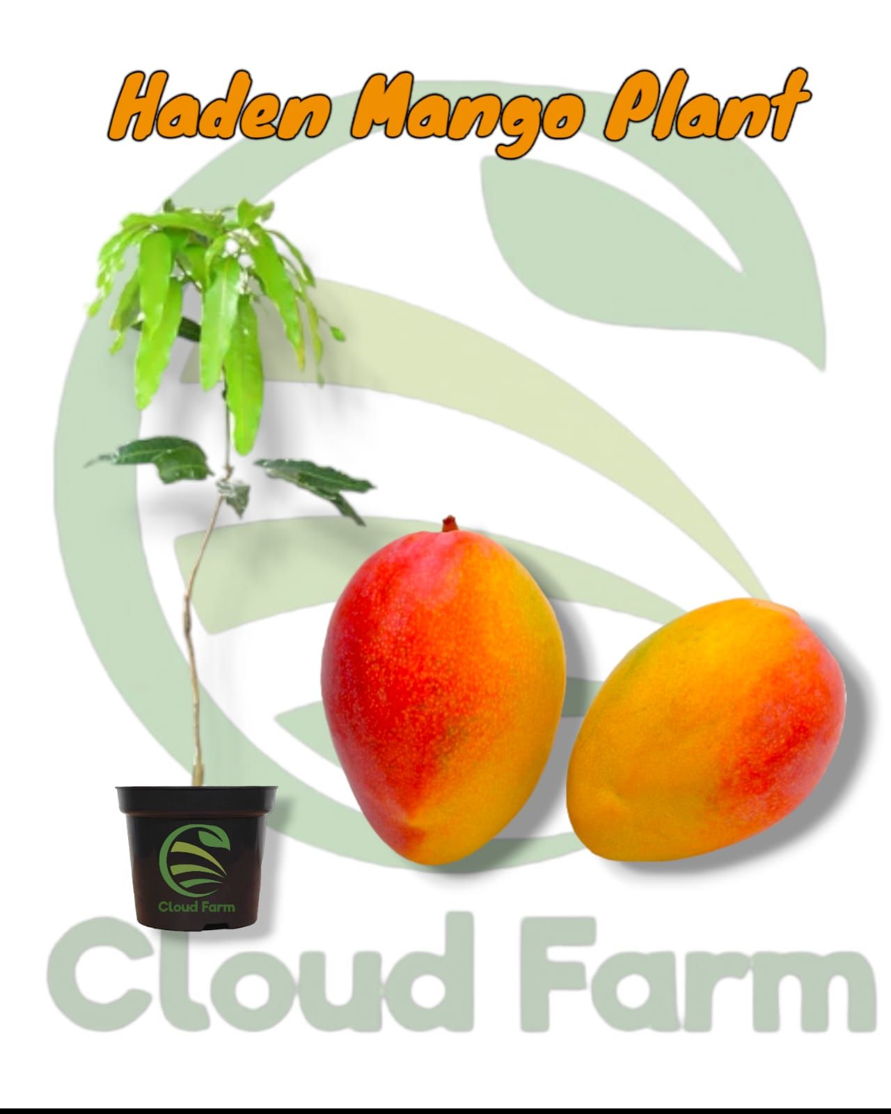 Haden Mango Grafted Healthy Fruit Plant