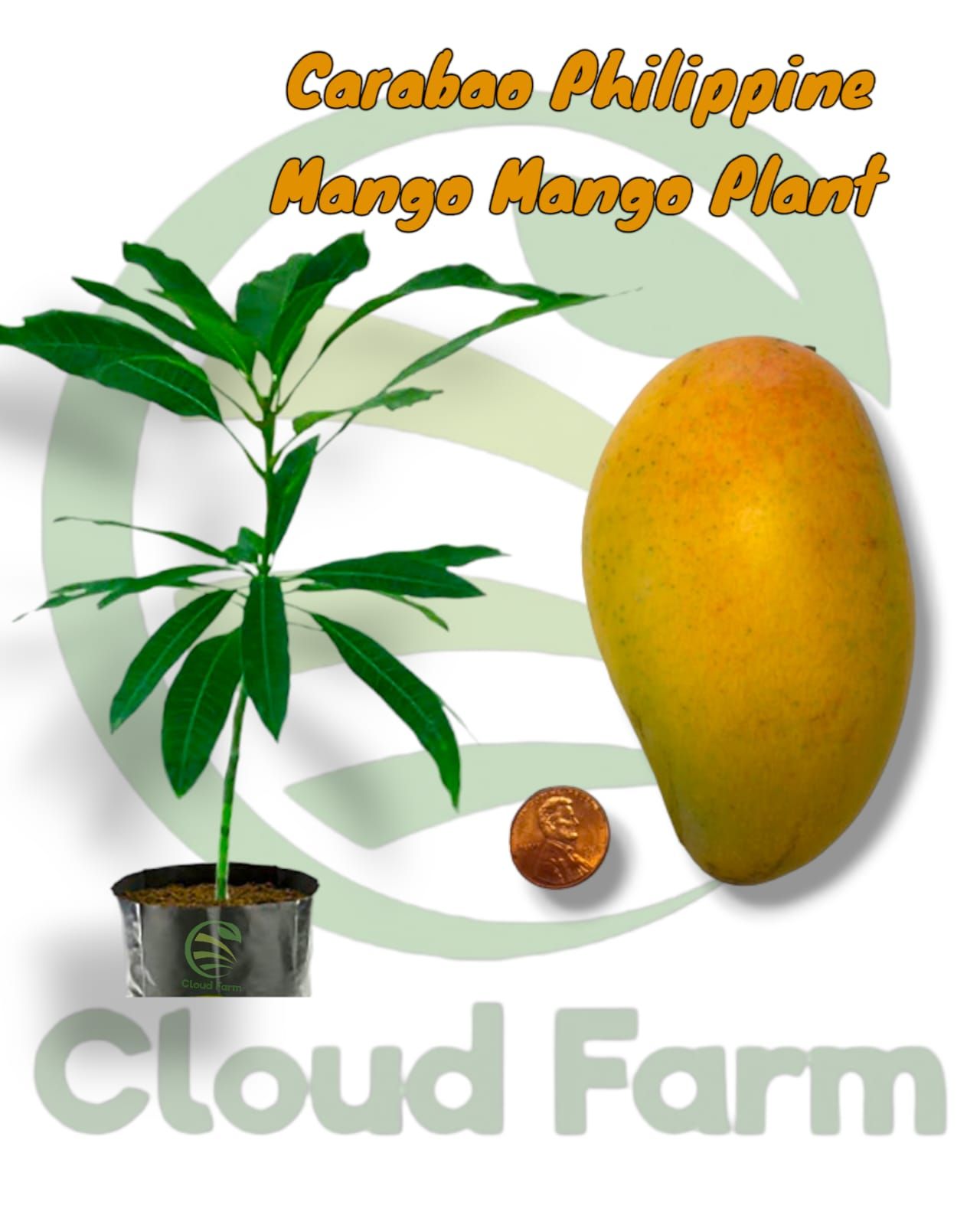 Carabao (Philippine) Mango Grafted Healthy Fruit plant