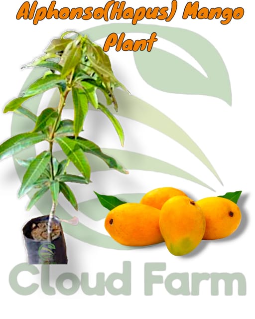 Alphonso (Hapus) Ratnagiri Mango Grafted Healthy Fruit Plant