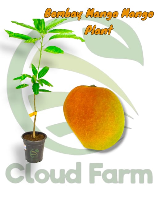 Bombai Mango Grafted Healthy Fruit Plant