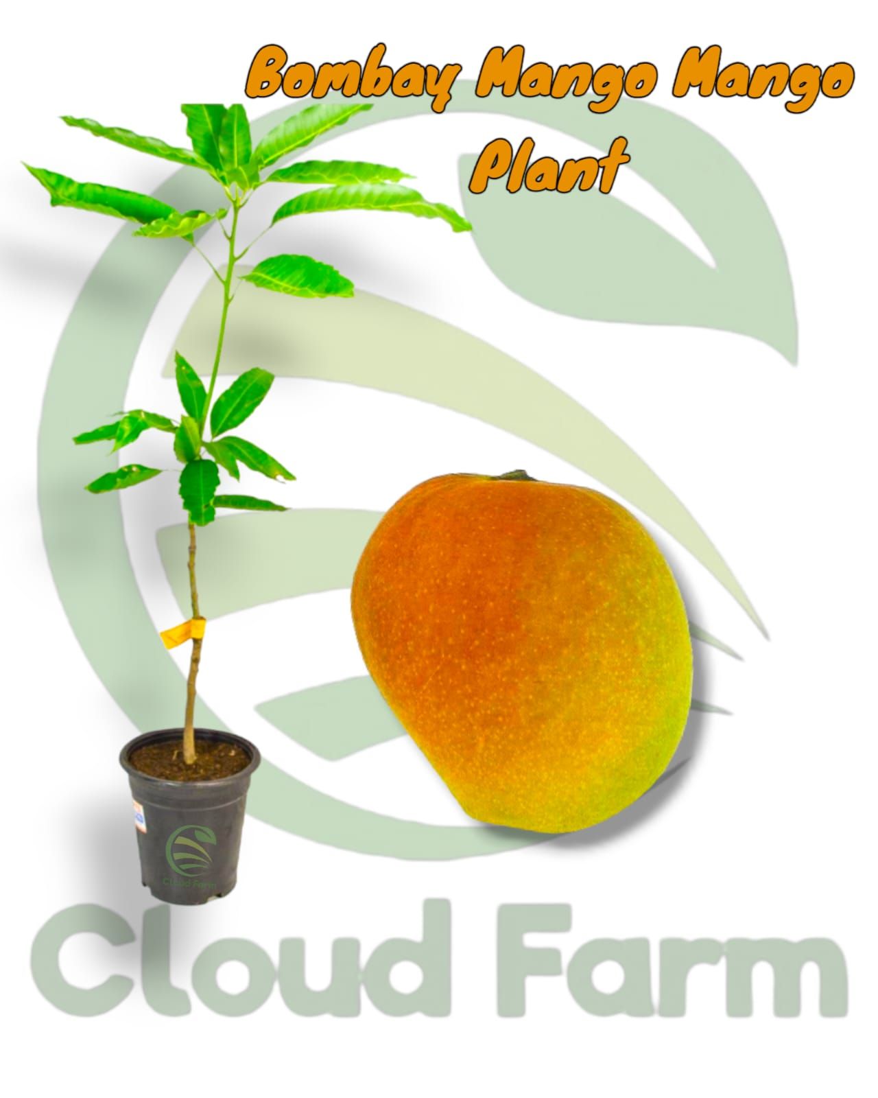 Bombai Mango Grafted Healthy Fruit Plant