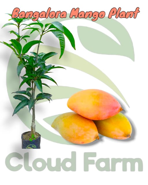 Bangalora (Totapuri) Mango Hybrid Healthy Grafted Fruit Plant