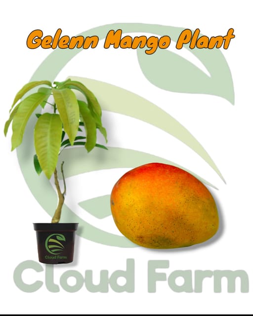 Gelenn Mango Grafted Healthy Fruit Plant