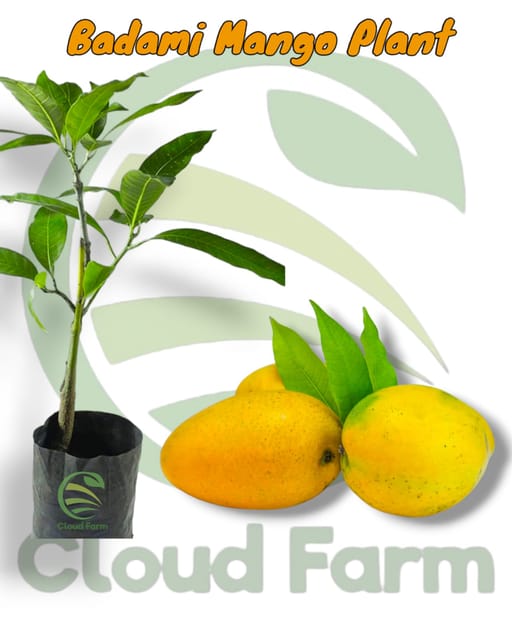 Badami Mango Grafted Healthy Fruit Plant Badami Mango Grafted Healthy Fruit Plant