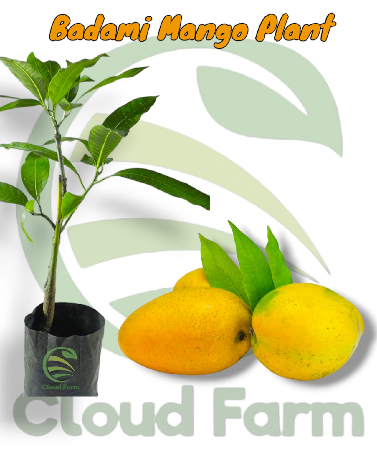 Badami Mango Grafted Healthy Fruit Plant