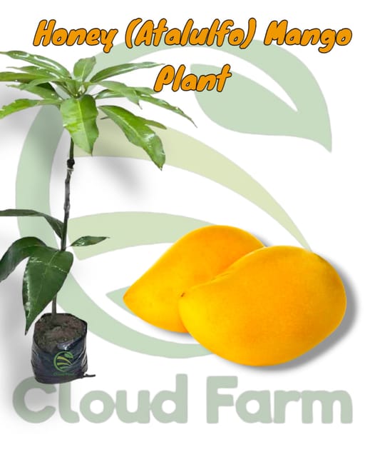 Honey (Ataulfo) Mango Grafted Healthy Fruit Plant