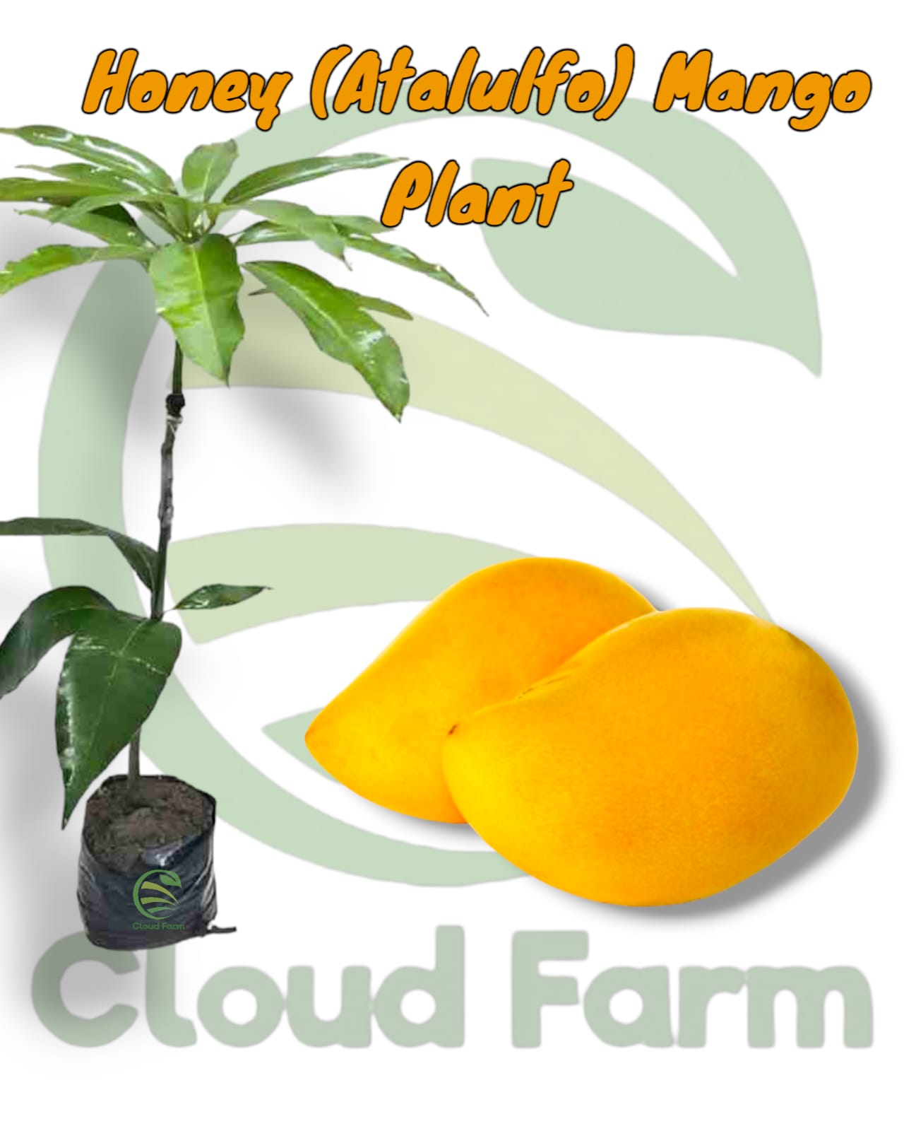 Honey (Ataulfo) Mango Grafted Healthy Fruit Plant