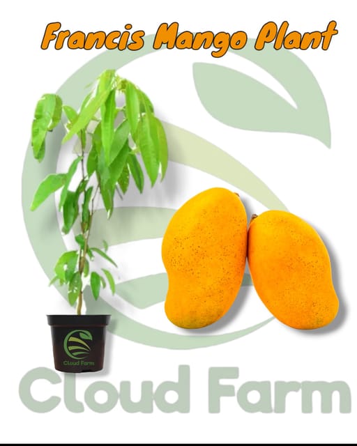Francis Mango Healthy Fruit Plant