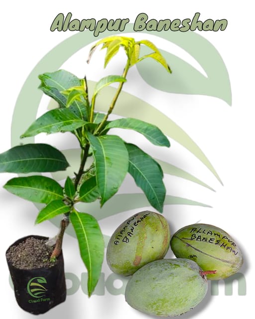 Alampur Baneshan Mango Gafted Healthy Fruit Plant