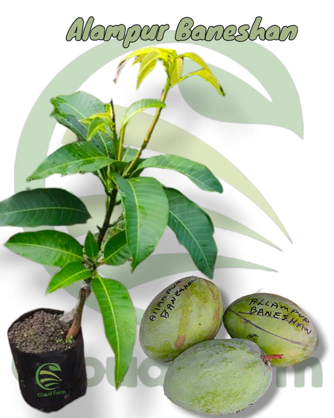 Alampur Baneshan Mango Gafted Healthy Fruit Plant