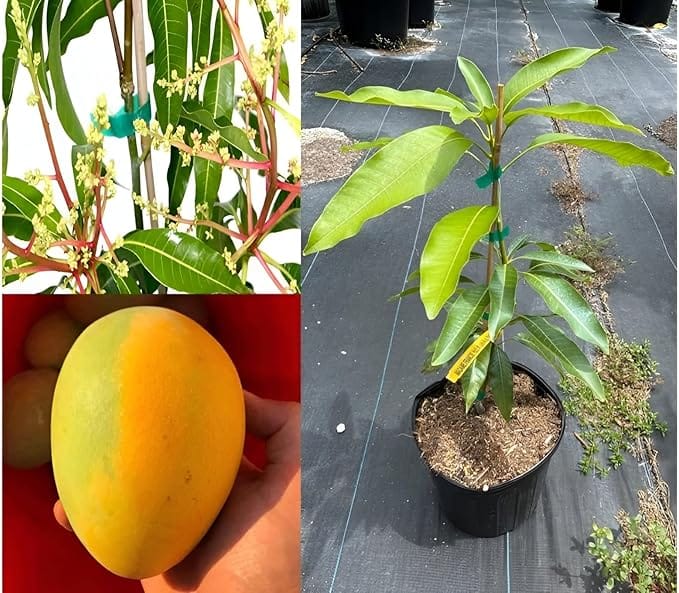 Carrie Mango Grafted Healthy Fruit Plant