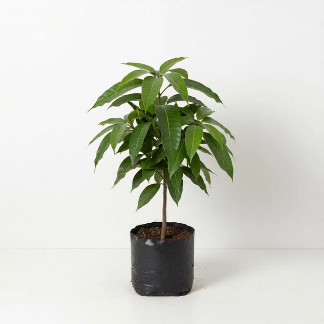 Springfels Mango Grafted Healthy Fruit Plant