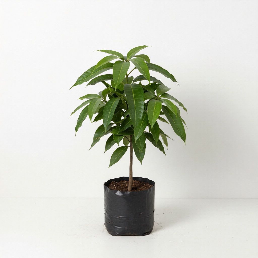 Springfels Mango Grafted Healthy Fruit Plant
