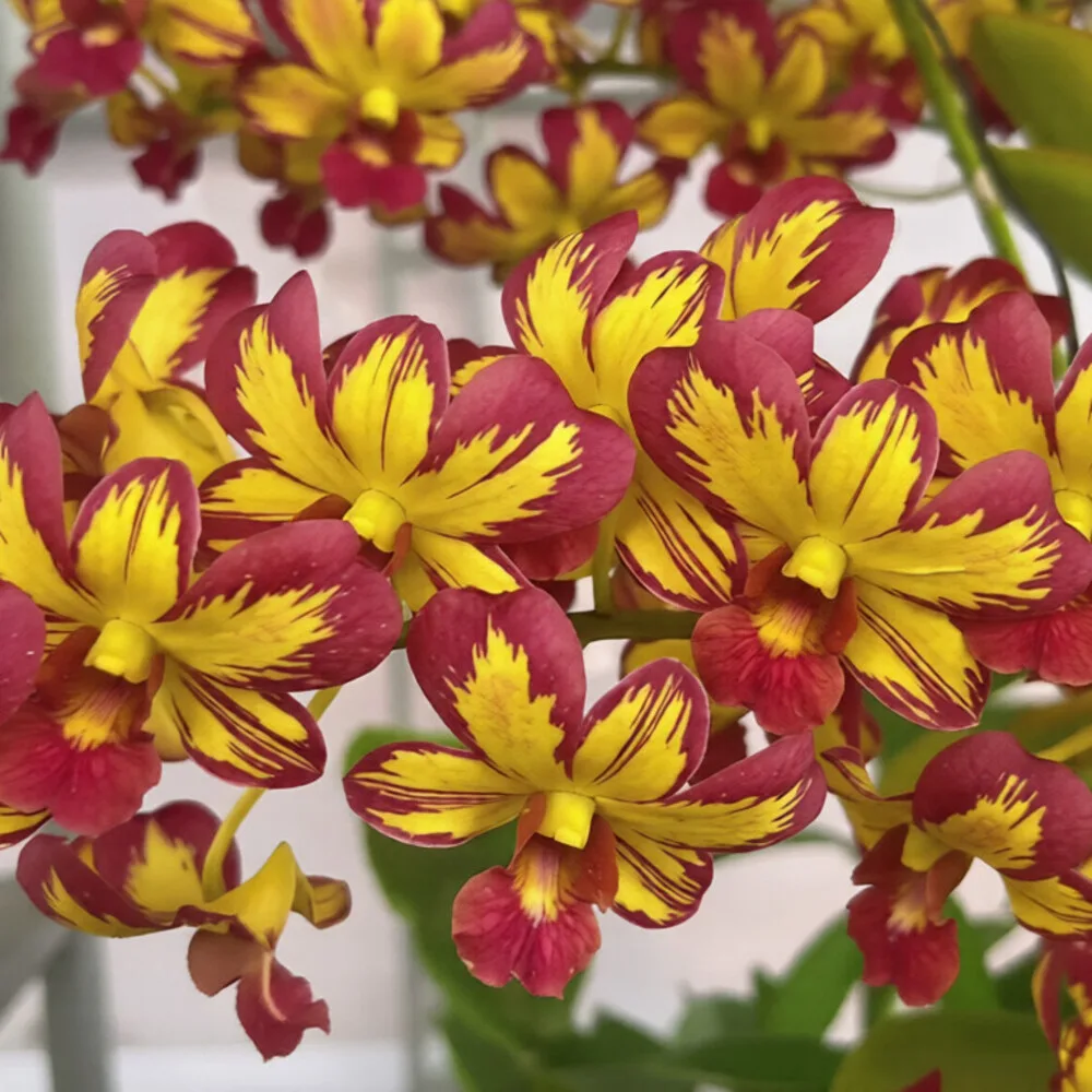 Dendrobium Burana Emerald Fancy - Seedling Size Orchid Plant