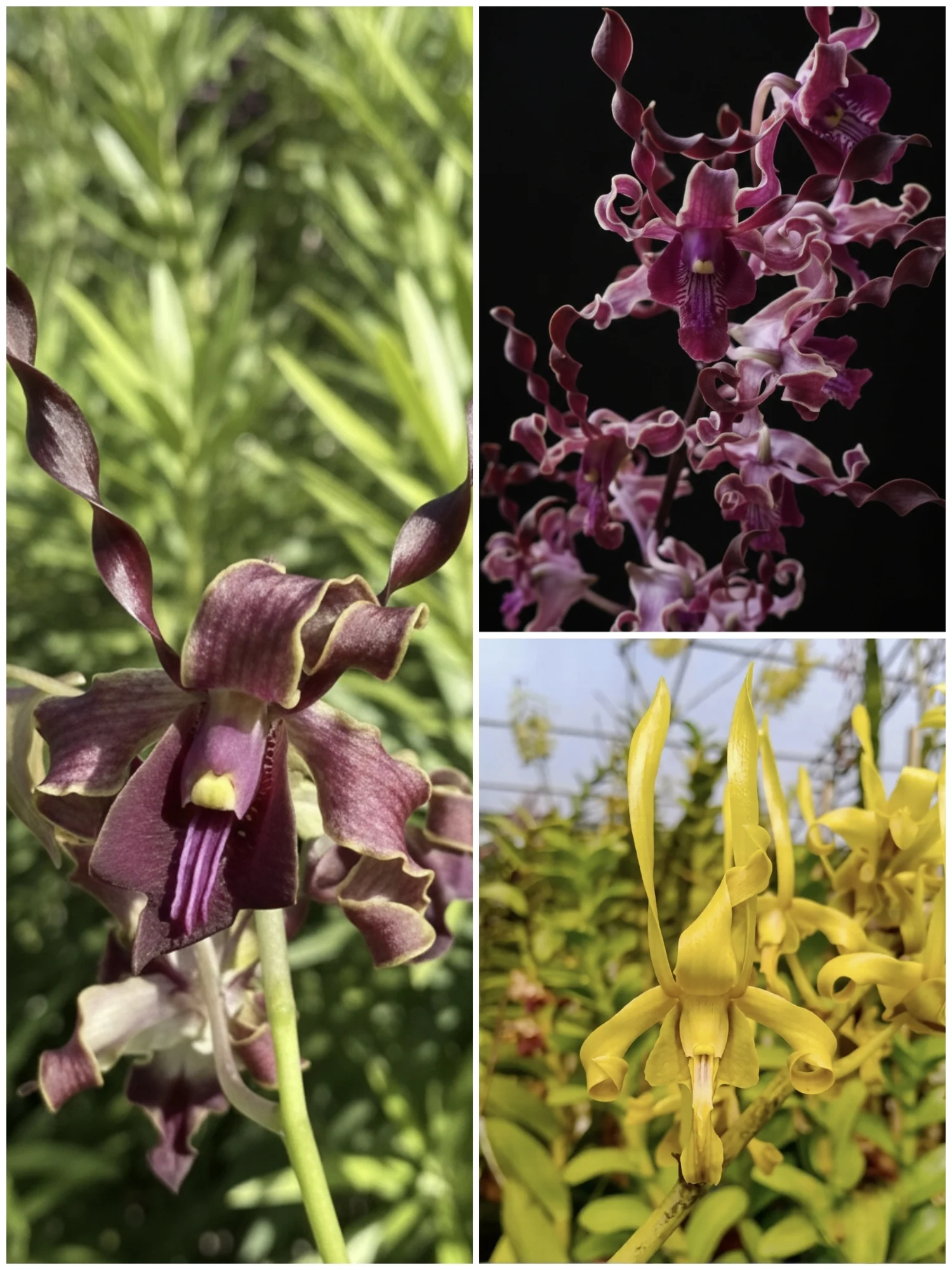 Dendrobium Rare Twist Combo - Pack of 3 Live Orchid Plants