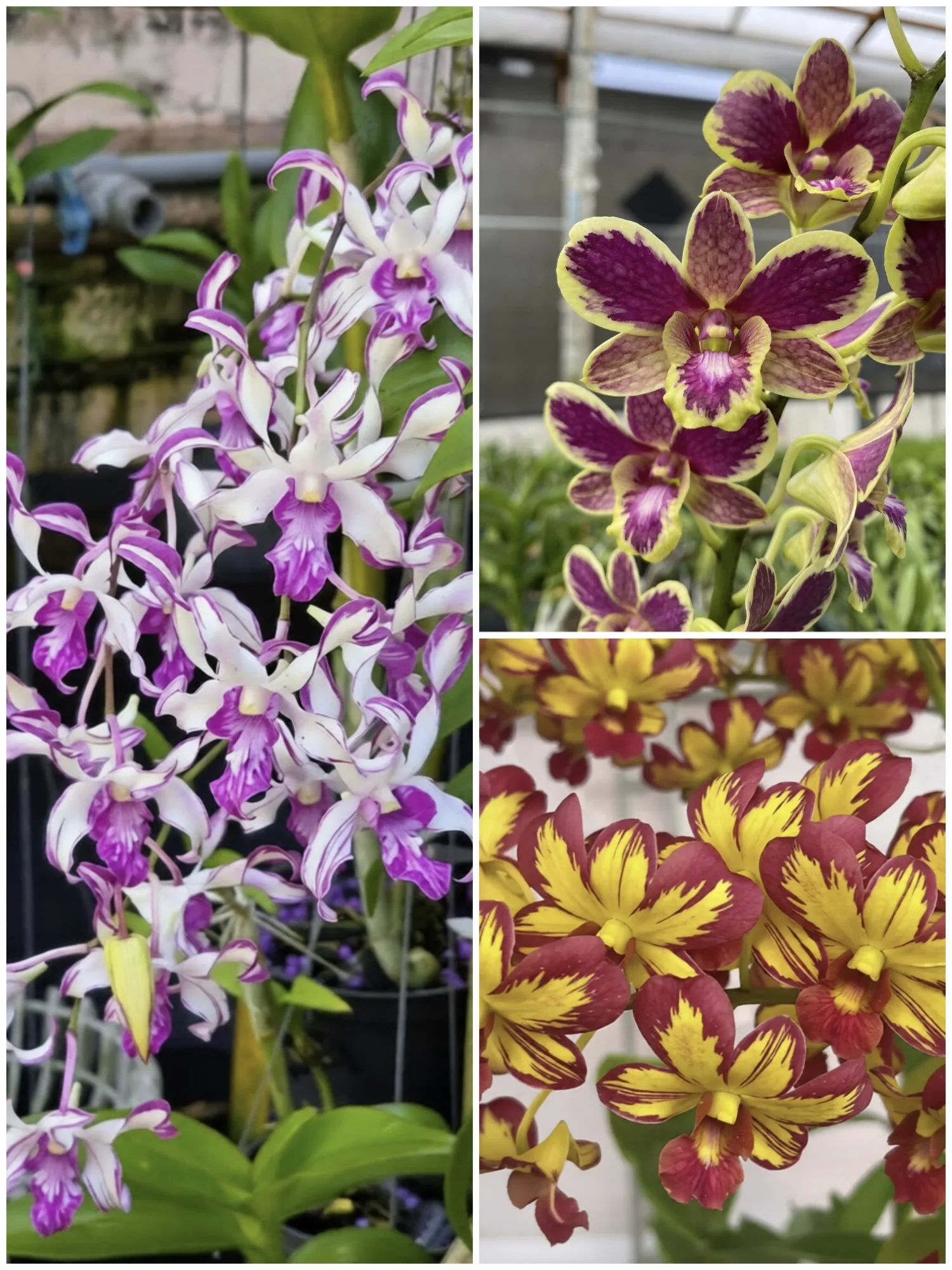 Dendrobium Splash Variety Combo - 3 Rare Seedlings