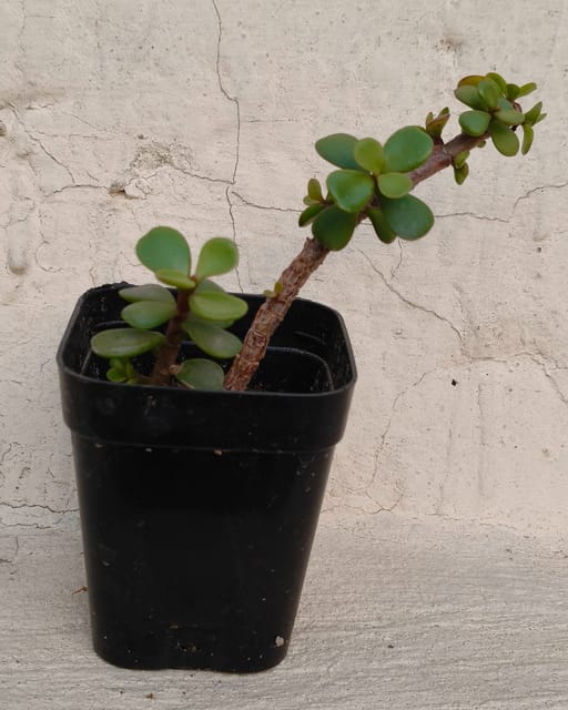 Jade Plant (Crassula Ovata)  Indoor Succulent -Kaursgarden